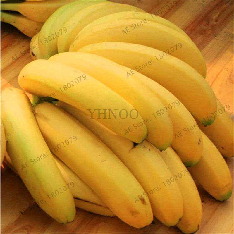 Banana Seeds - Dwarf Fruit Trees, Milk Taste, Perennial Outdoor Garden Plants - Sweet & Easy to Grow
