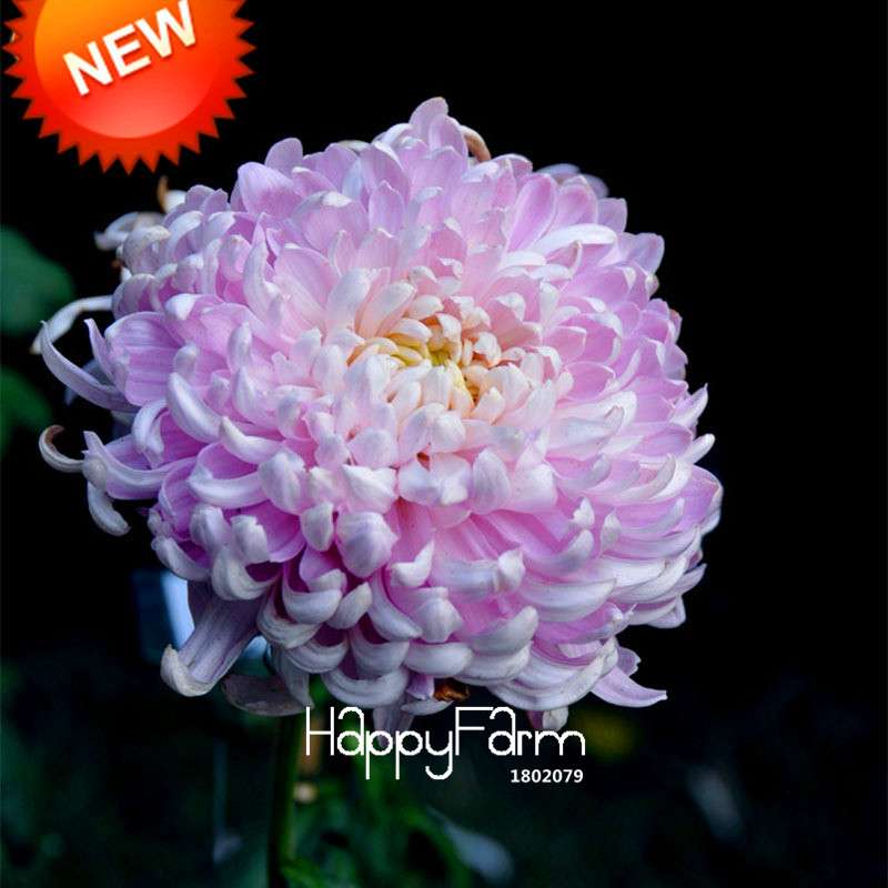 Pink Chrysanthemum Seeds - DIY Garden Flowers for Pots | Easy-Grow Morifolium