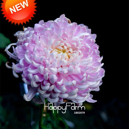 Pink Chrysanthemum Seeds - DIY Garden Flowers for Pots | Easy-Grow Morifolium