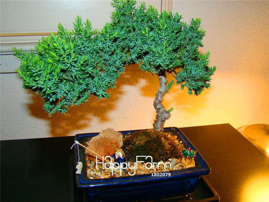 Juniper Bonsai Tree Kit - Potted Office Plants, Air Purifying, Low Maintenance Indoor Garden Gift (Fast Growth)