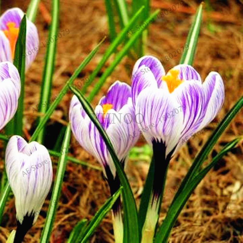 Saffron Seeds for Planting - Grow Saffron Crocus Flowers in Home & Garden - Bonsai Plant Variety
