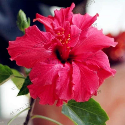 Mixed Color Hibiscus Seeds - Perennial Dinner Plate Hibiscus for Home Garden & Bonsai Planting