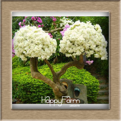 9 Varieties Bougainvillea Spectabilis Seeds - Perennial Bonsai & Flowering Plants