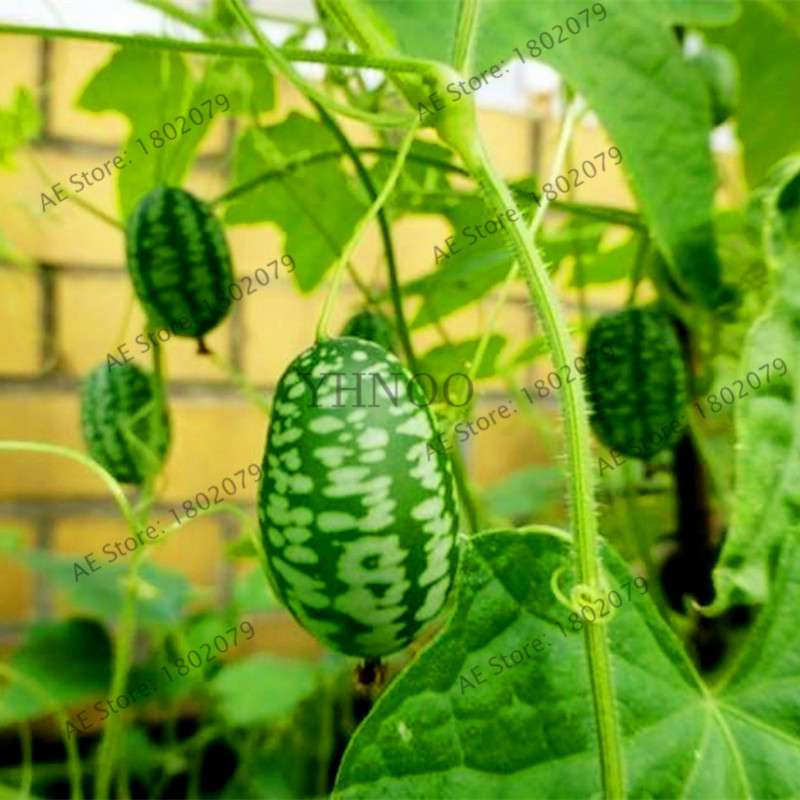 Thumb Watermelon Seeds - Non-GMO, Easy-Grow Cucamelon Bonsai Fruit for Home Garden
