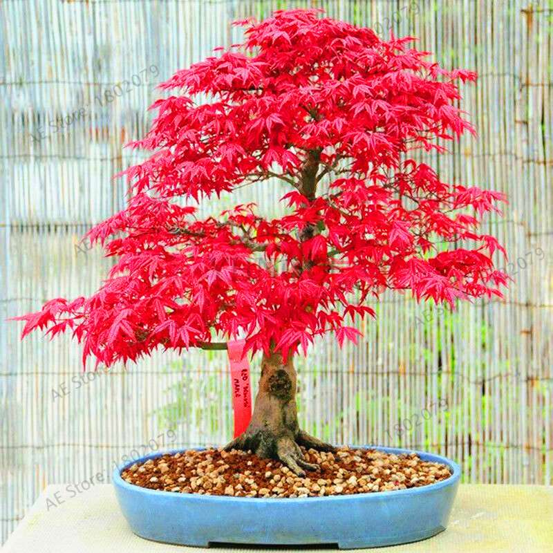 Premium Japanese Red Maple Bonsai Seeds - Gorgeous Indoor Home Tree - Fast US Shipping