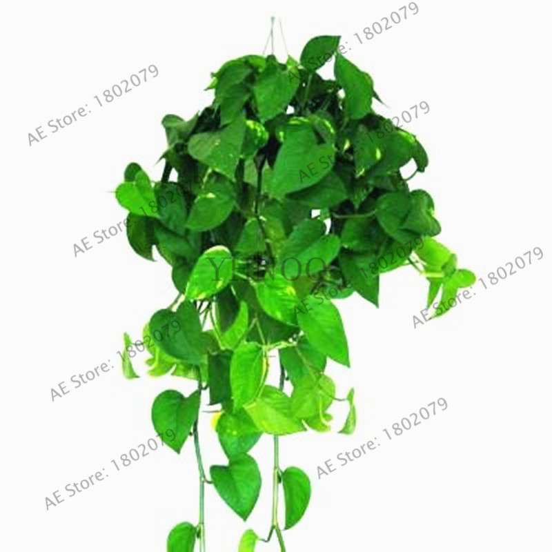 Scindapsus Seeds - Air Purifying Bonsai Plant for Office, Absorbs Formaldehyde & Radiation, Easy to Grow