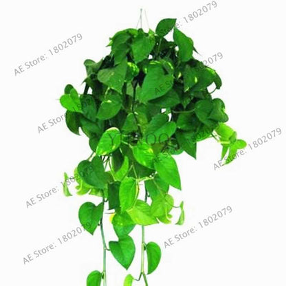 Scindapsus Seeds - Air Purifying Bonsai Plant for Office, Absorbs Formaldehyde & Radiation, Easy to Grow