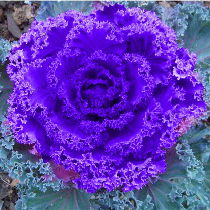 Organic Cabbage Flower Kale Seeds - Edible, Delicious & Ornamental Plants for Home Garden & Bonsai