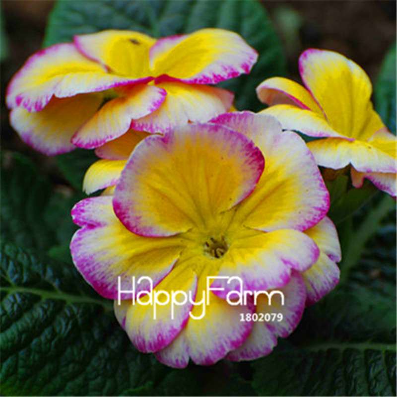 Rare Primrose Seeds (Primula malacoides) - Europe Bonsai Flower Seeds for Home Garden & Outdoor Planting