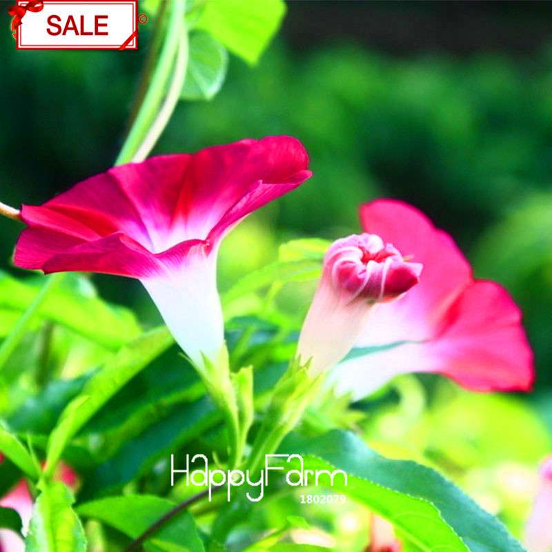 Types Ipomoea Nil Seeds - Chinese Morning Glory Flowers, Fast US Shipping