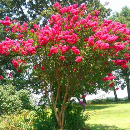 Crape Myrtle Seeds - Perennial Flowering Shrub for Home Garden, Yard & Outdoor Planting (Lagerstroemia)