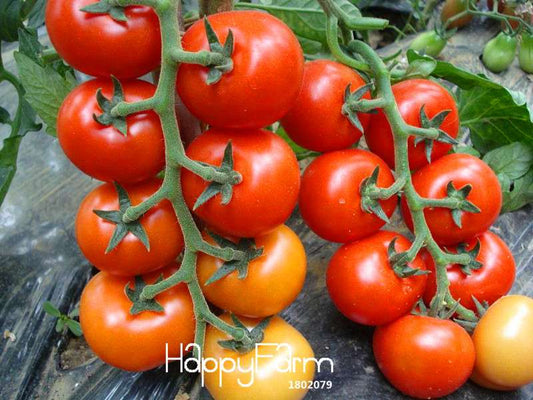 Cherry Tomato Seeds - Non-GMO, High Yield, Easy Grow for Home Garden