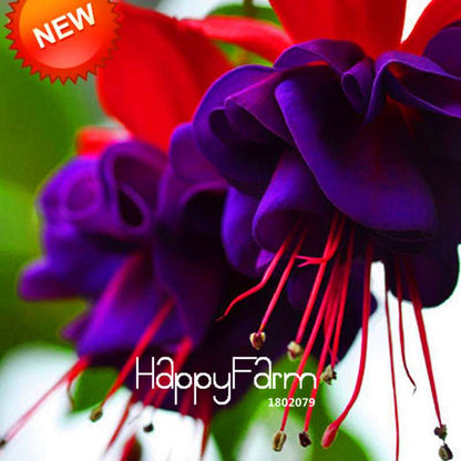 Purple Double Petals Fuchsia Seeds - Vibrant Hanging Flowers for Pots, Easy to Grow