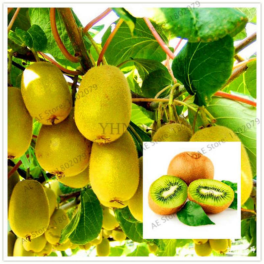Mini Kiwi Seeds - Grow Delicious Fruit & Beautiful Bonsai Tree - Perfect for Home Gardening