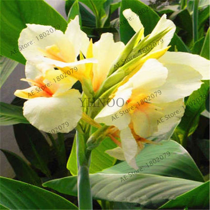 Mixed Color Canna Seeds for DIY Potted Plants | 95% Germination Rate | Indoor/Outdoor Gardening
