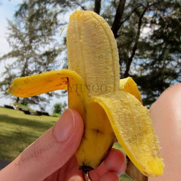 Banana Seeds - Dwarf Fruit Trees, Milk Taste, Perennial Outdoor Garden Plants - Sweet & Easy to Grow