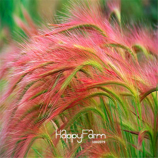 Foxtail Barley Seeds (Hordeum jubatum) - Rare Ornamental Grass for Gardens, Unique Flower Seeds