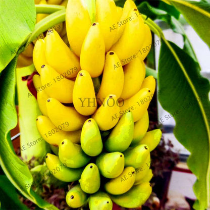 Dwarf Banana Seeds - Sweet Perennial Fruit Tree for Home & Garden Planting