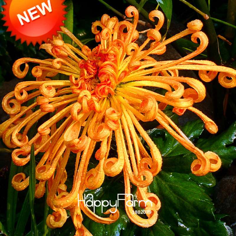 Orange Chrysanthemum Fireworks Flower Seeds - Bonsai Balcony Garden, Fast Shipping USA