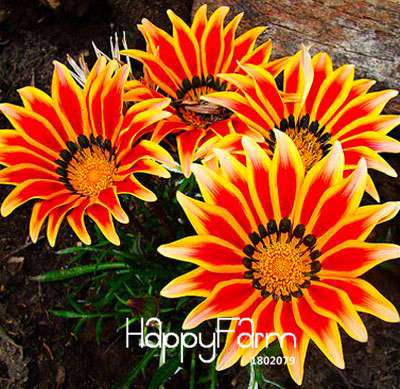 Vibrant Gazania Flower Seeds - Multicolor Mix for Stunning Blooms | Easy to Grow