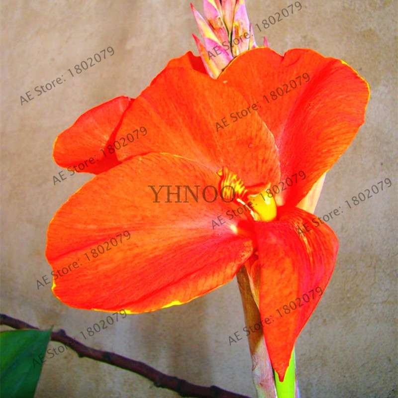Mixed Color Canna Seeds for DIY Potted Plants | 95% Germination Rate | Indoor/Outdoor Gardening