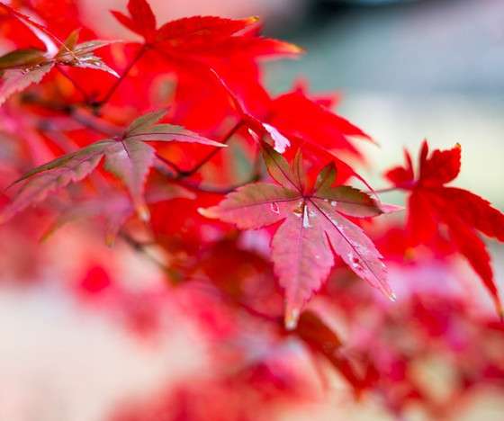 Japanese Red Maple Tree Seeds - Vibrant & Beautiful, Professional Pack, Unique Gift Idea