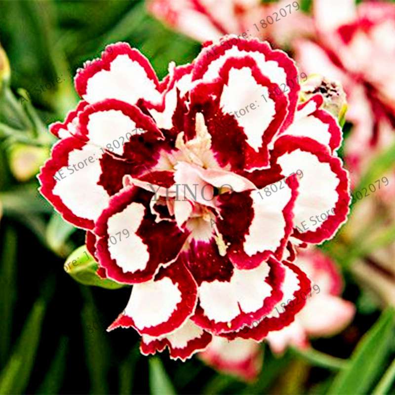 Dianthus Seeds - 24 Vibrant Colors, Easy to Grow, High Germination for DIY Garden Flowers | Fast Shipping