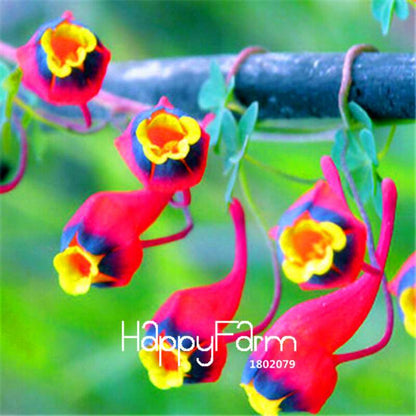 Rare Hanging Nasturtium Seeds - Vibrant Climbing Flowers for Garden & Containers