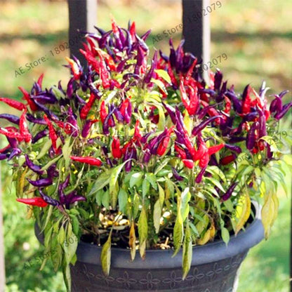 Spicy Chili Pepper Bonsai Seeds - Edible, Ornamental, Perennial Plant for Home & Garden