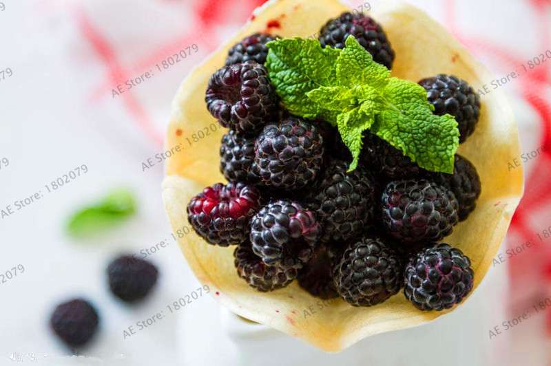 Organic Blackberry & Raspberry Seeds - Sweet, Stratified for Home Garden, Bonsai, Creepers | Non-GMO Fruit Seeds