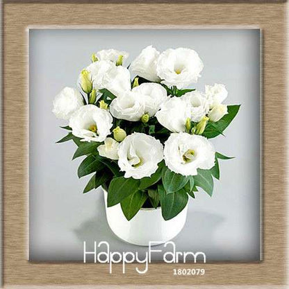 7 Color Lisianthus Seeds - Perennial Flowering Plants for Pots, Gardens | Eustoma Seeds