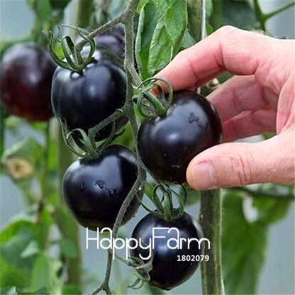 Rainbow Tomato Seeds - Organic Bonsai Veggie & Fruit Seeds for Home Garden, Non-GMO, Easy Grow