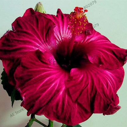 24-Color Giant Dinnerplate Hibiscus Seeds - Perennial Flower for Home, Bonsai & Garden Planting