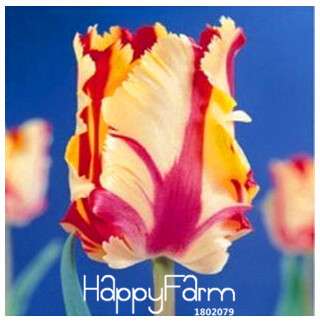 Fresh Tulip Seeds for Planting - Indoor Potted Flowering Plants, Perfect for Home & Garden