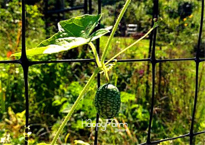Buy Mouse Melon Seeds - Non-GMO, Heirloom, Crunchy & Tangy Fruit - Fun for Kids, Easy to Grow