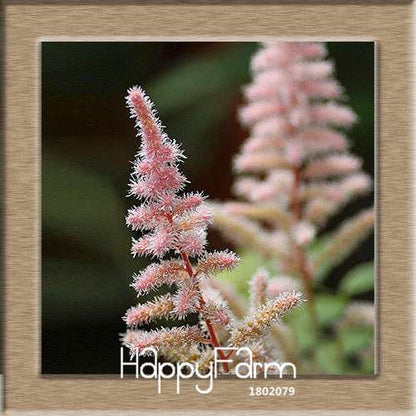 6-Color Chinese Astilbe Flower Seeds - Vibrant Balcony & Potted Garden Blooms, Fast US Shipping