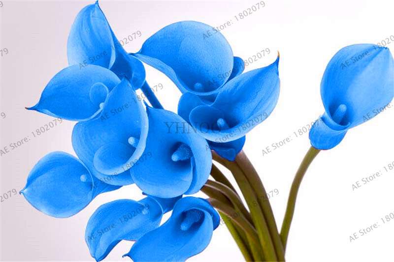 Rare Mixed Color Calla Lily Seeds - Beautiful Bonsai Flowers for Home Garden & Backyard Planting