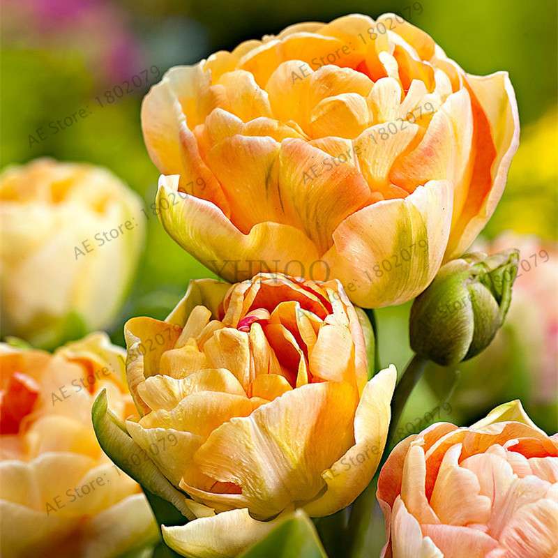 Rare Double Tulip Bulbs (Not Seeds) - 24 Colors, Fresh Flower Bulbs for Planting - Fast Shipping