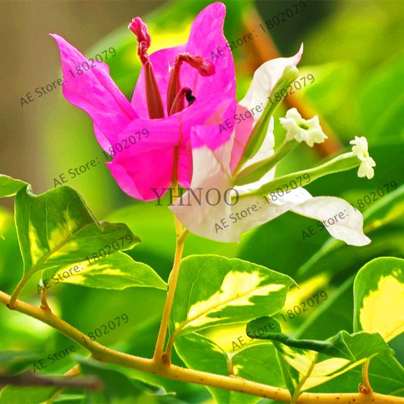Bougainvillea Bonsai Seeds - Vibrant Flowering Plant for Home & Garden | Fast-Growing, Easy Care