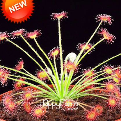 Peacock Sundew Seeds - Exotic Bonsai & Novelty Plants for DIY Home Garden