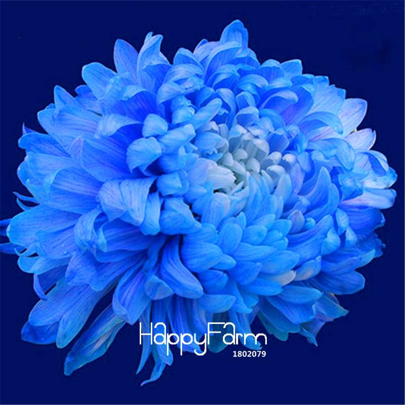 Orange Chrysanthemum Fireworks Flower Seeds - Bonsai Balcony Garden, Fast Shipping USA