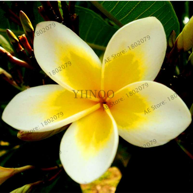 Mixed Color Frangipani Plumeria Seeds - Perennial Bonsai Plant for Home & Garden Planting