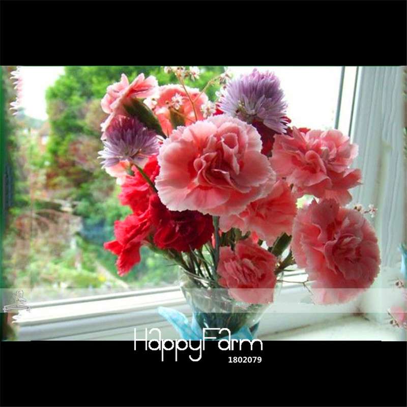Carnation Seeds - 23 Rare Colors Including Black, Blue & Purple | Dianthus Caryophyllus Pack