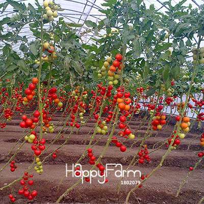 Organic Chocolate Black Tomato Seeds - for Home Garden, Non-GMO Heirloom Vegetable Seeds