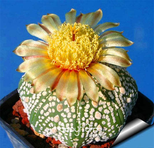Rare Aurora Ball Cactus Seeds - Exotic Succulent Bonsai Plants for Home & Garden | Easy Grow