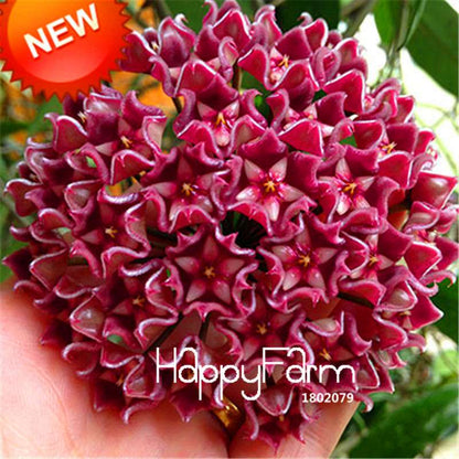 Hoya Seeds for Planting - DIY Home Garden, Potted Flowers, Bonsai & Orchid Seeds - Indoor/Outdoor