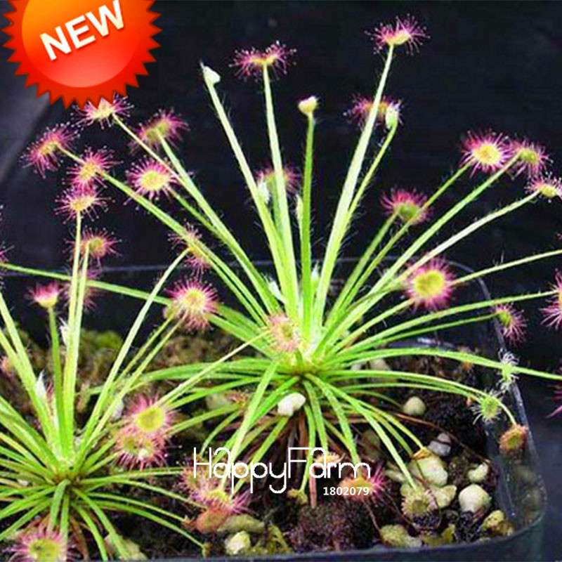 Peacock Sundew Seeds - Exotic Bonsai & Novelty Plants for DIY Home Garden