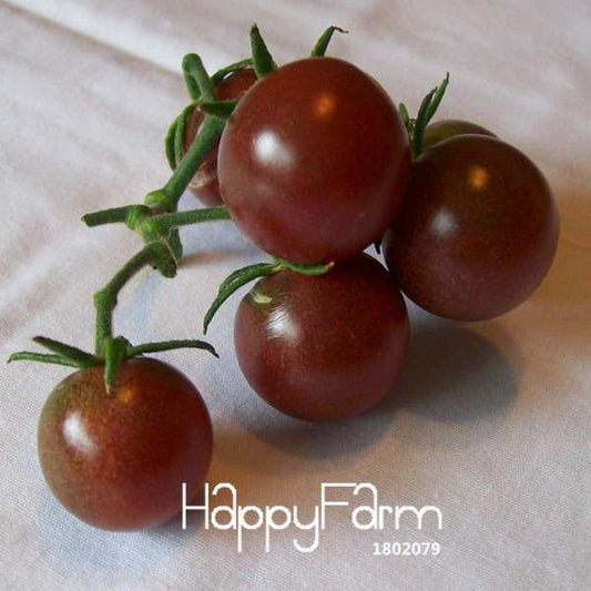 Black Cherry Tomato Seeds - Rare Russian Heirloom, Tasty & Easy to Grow