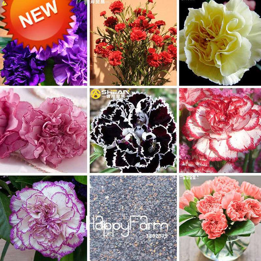16 Colors Dianthus Caryophyllus Flower Seeds, Balcony Potted Garden Plants, Carnation Seeds for Home & Courtyard