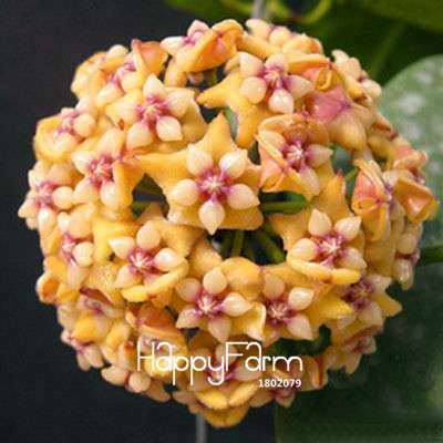 Buy Hoya Carnosa Seeds - Potted Flower Seeds for Home Garden Planting, Perennial Orchid-Like Blooms